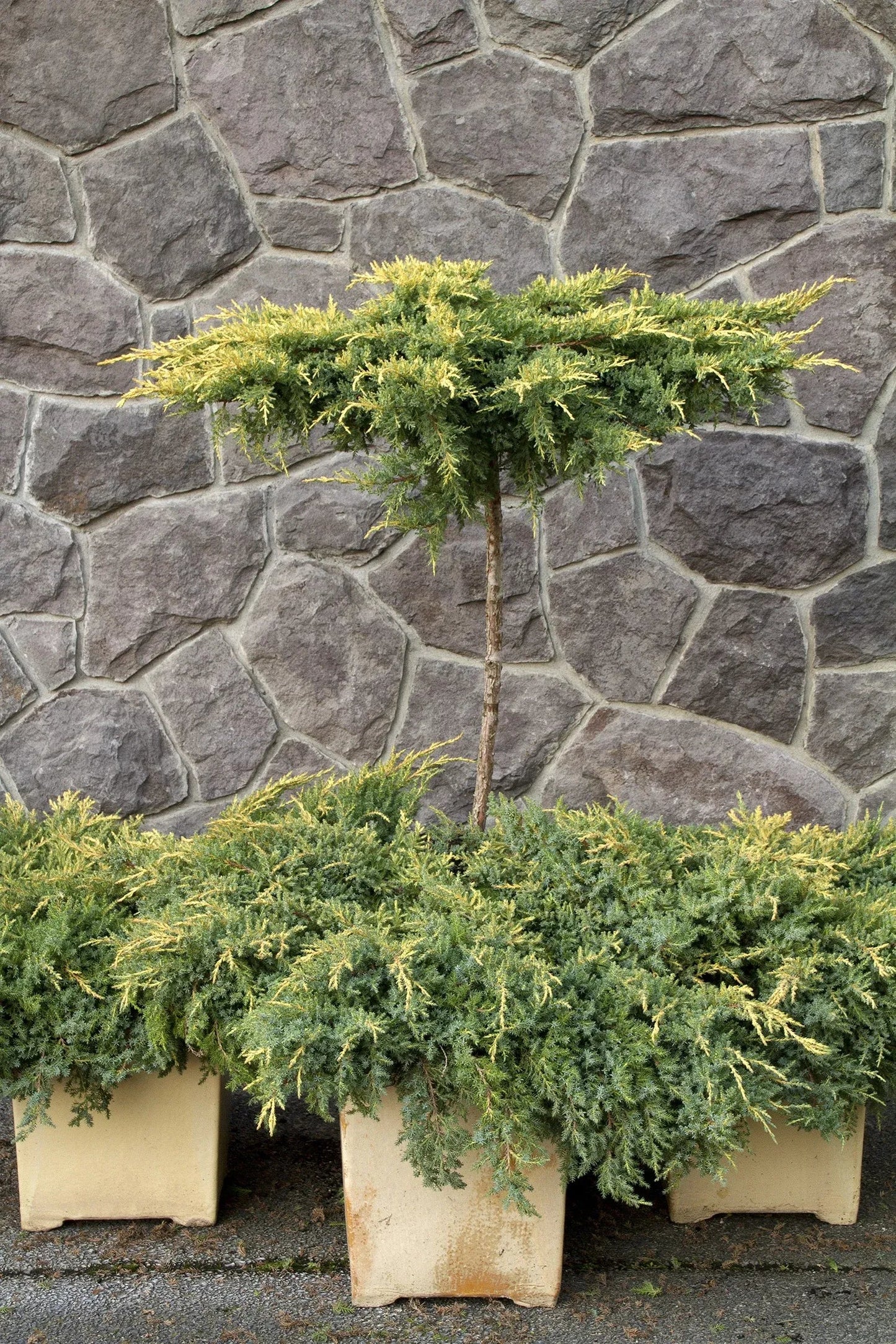 Juniperus Chinensis Daub S Frosted Standard - View 9 from www redcrocus com