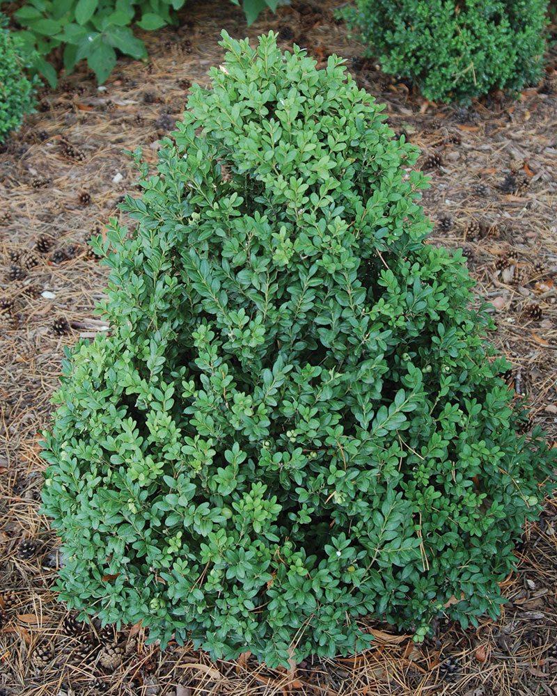 Buxus Microphylla 'green Mountain' - View 9 from www redcrocus com