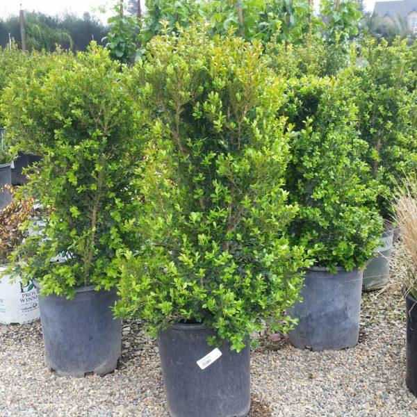 Buxus Microphylla Winter Gem - View 8 from www redcrocus com