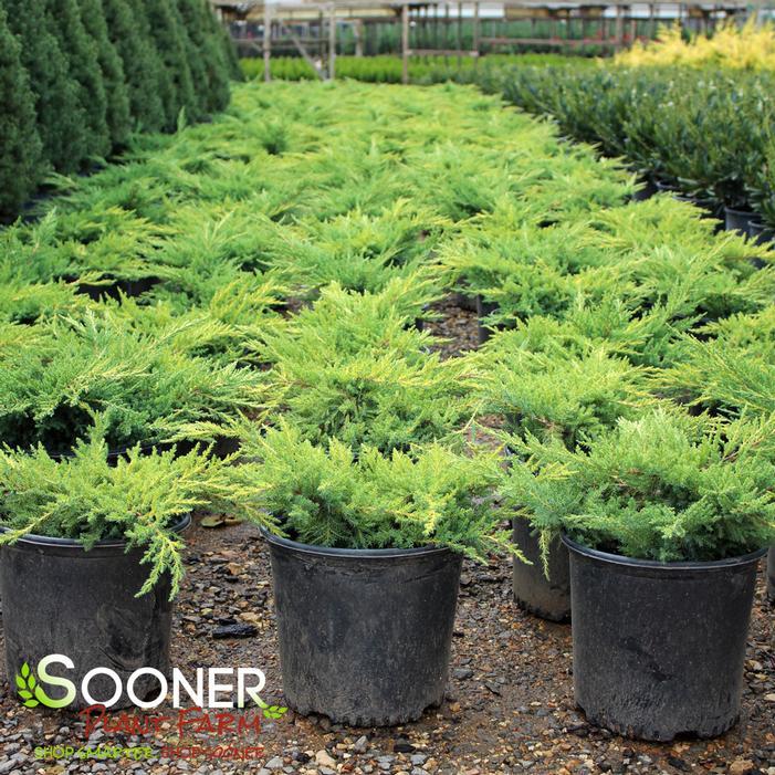 Juniperus Chinensis Daub S Frosted Standard - View 15 from www redcrocus com