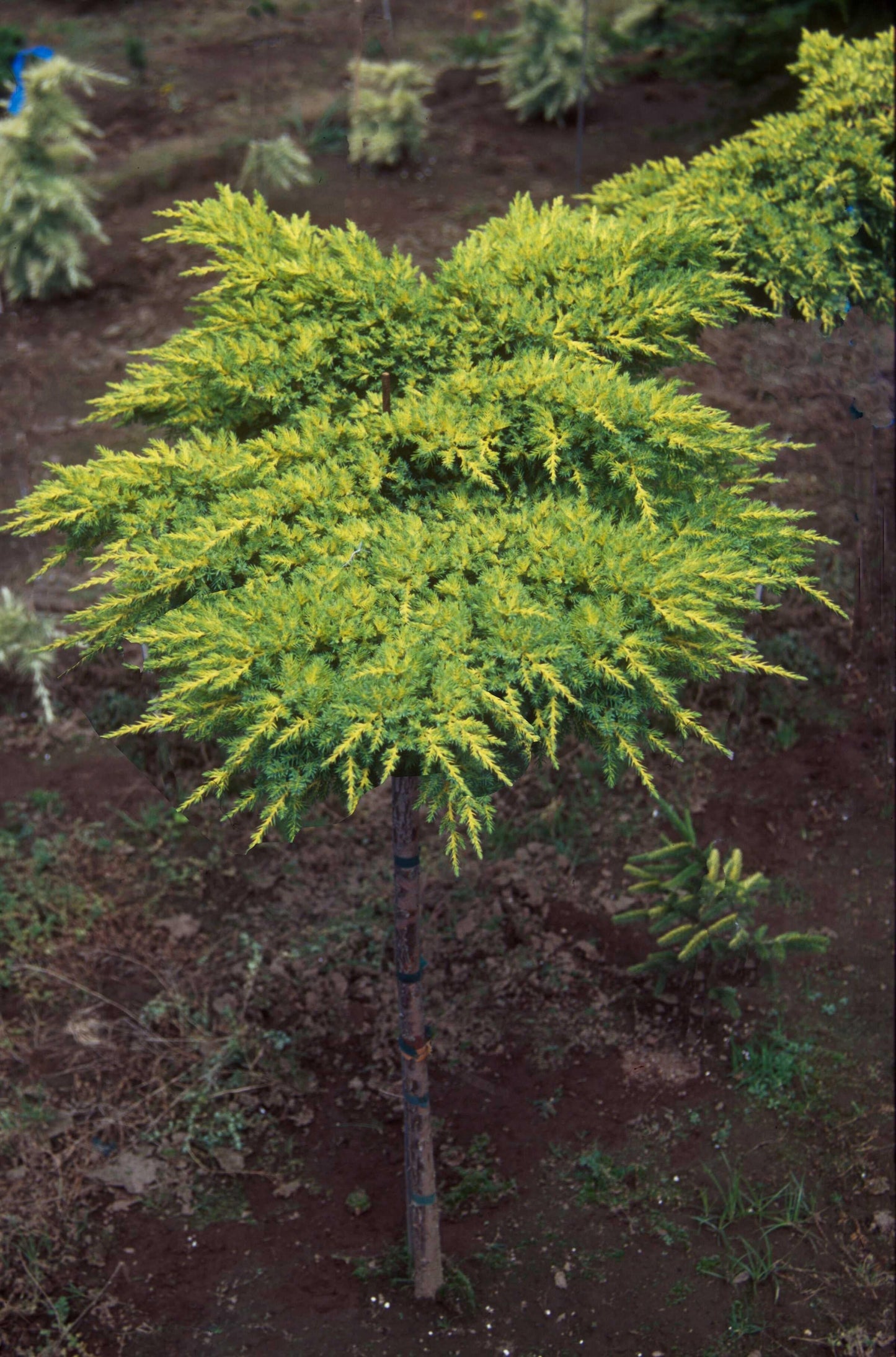 Juniperus Chinensis Daub S Frosted Standard - View 6 from www redcrocus com