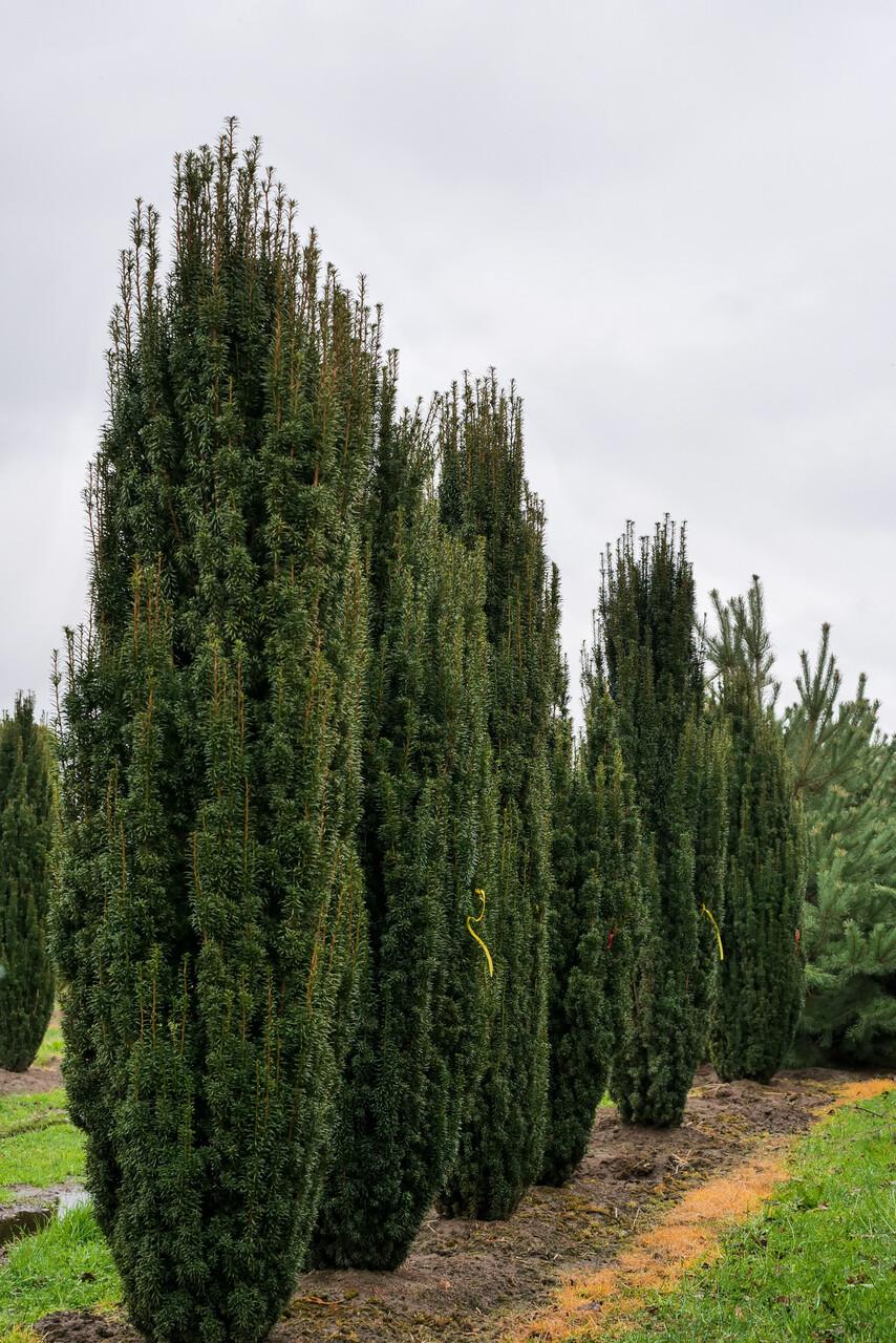 Taxus Media 'fastigiata' - View 8 from www redcrocus com