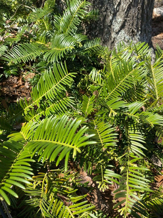 Cephalotaxus Harringtonia Prostrata - View 10 from www redcrocus com