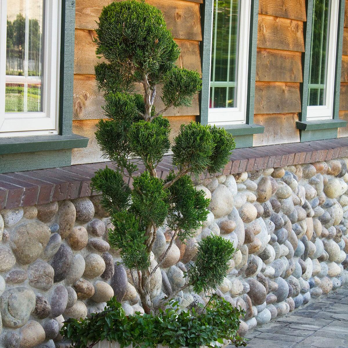 Juniperus Chinensis Mint Julep - View 11 from www redcrocus com