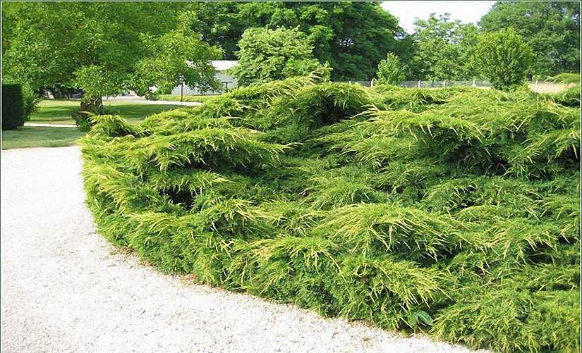 Juniperus Chinensis Mint Julep - View 15 from www redcrocus com