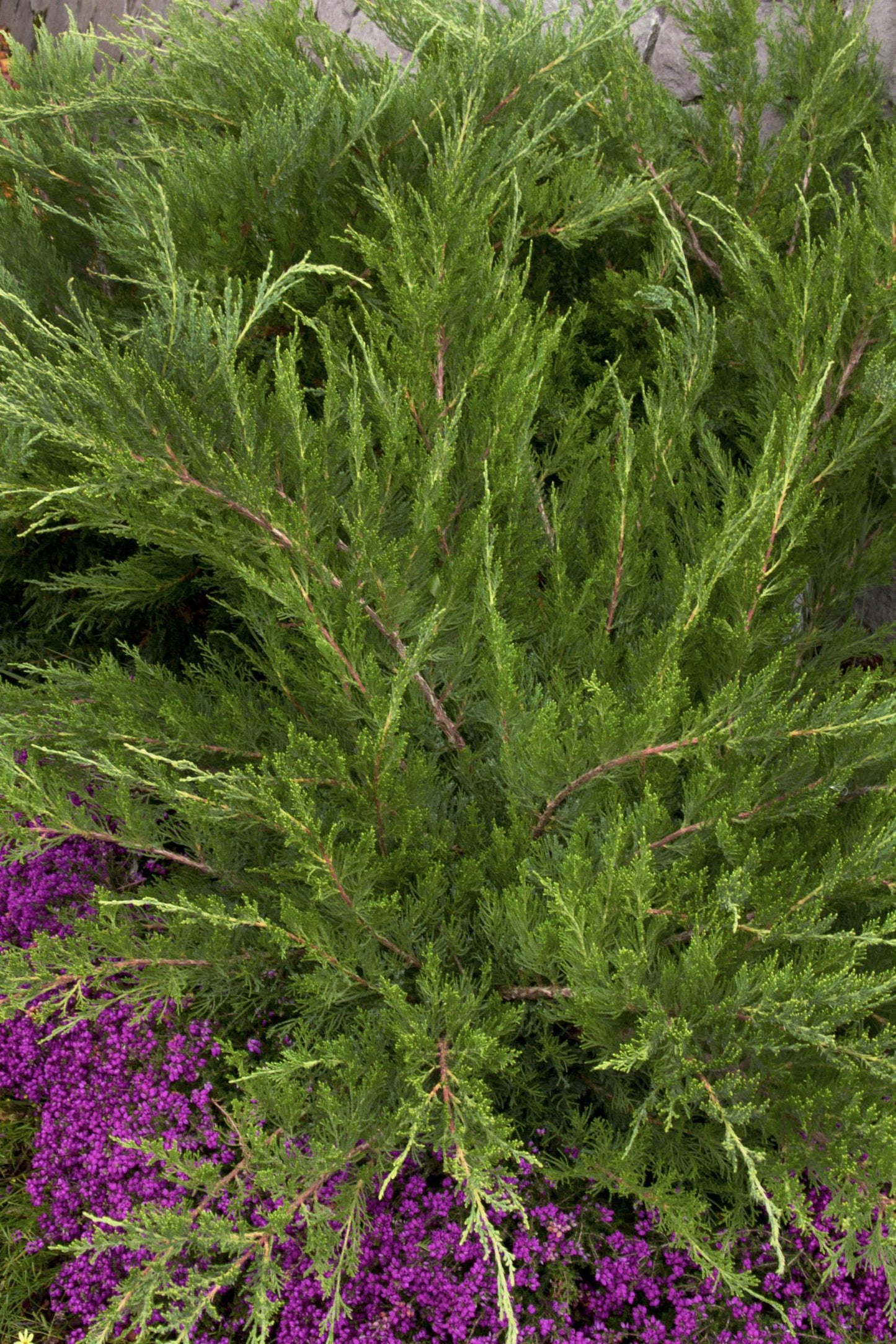 Juniperus Chinensis Mint Julep - View 2 from www redcrocus com