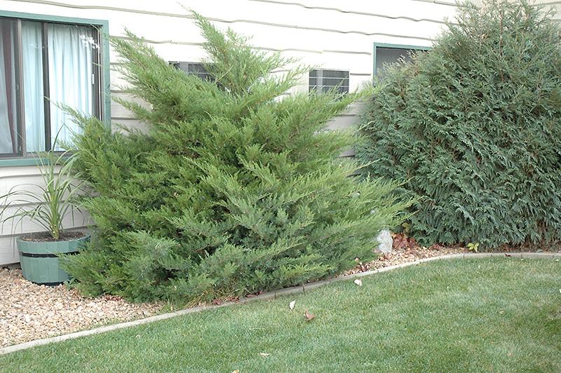 Juniperus Chinensis Mint Julep - View 3 from www redcrocus com