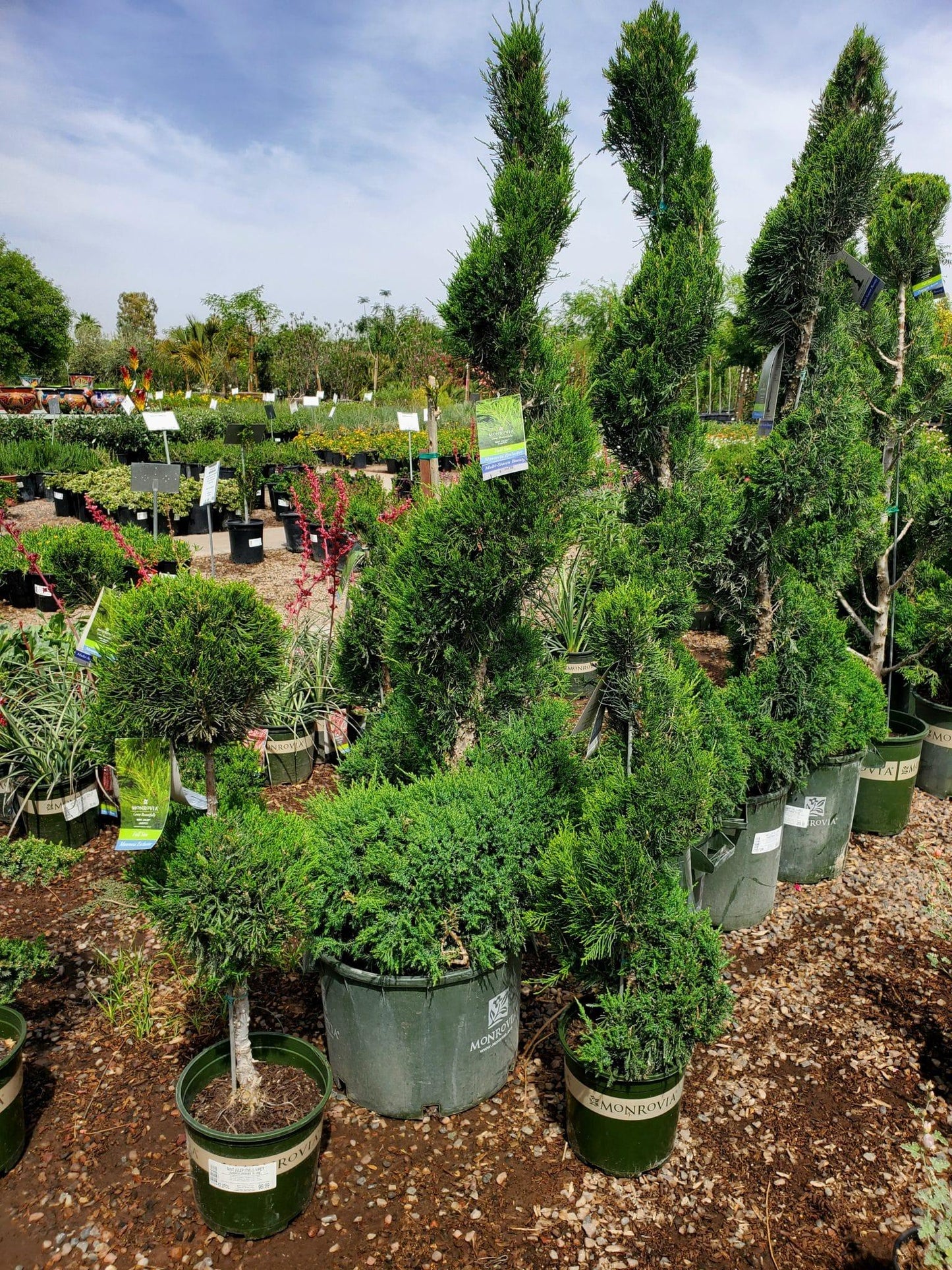 Juniperus Chinensis Mint Julep - View 4 from www redcrocus com