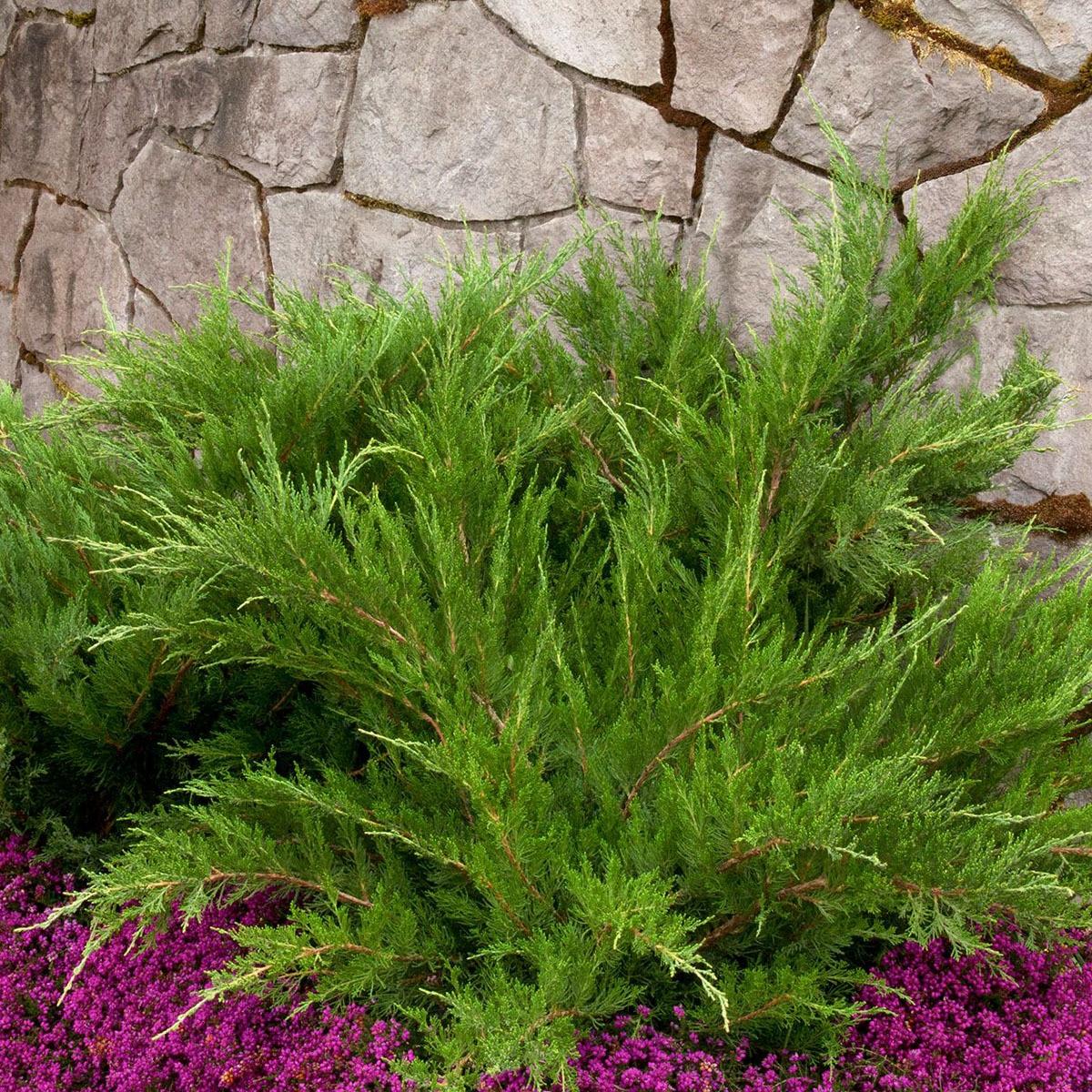 Juniperus Chinensis Mint Julep - View 8 from www redcrocus com