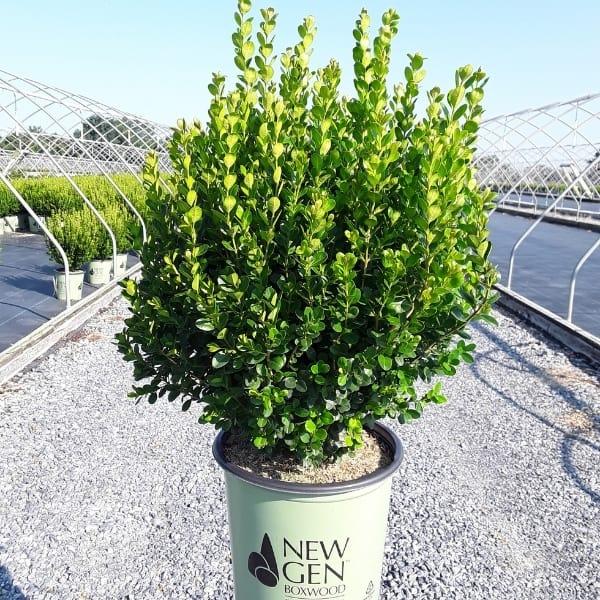 Buxus Newgen Freedom - View 16 from www redcrocus com