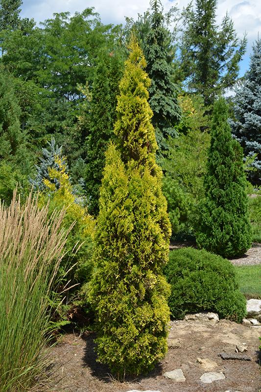 Thuja Occidentalis 'jantar' - View 13 from www redcrocus com