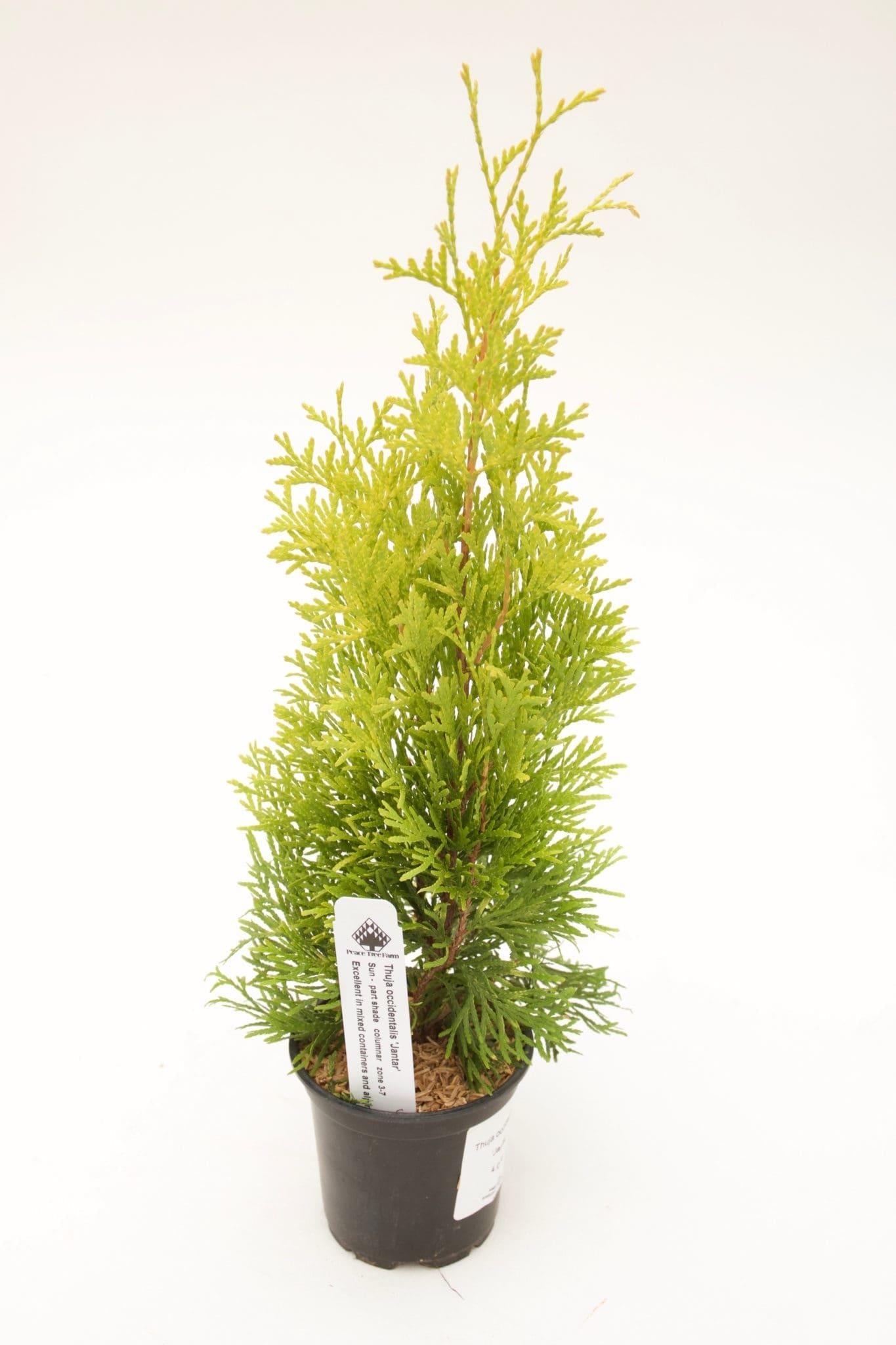 Thuja Occidentalis 'jantar' - View 15 from www redcrocus com
