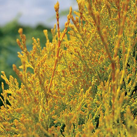 Thuja Occidentalis 'jantar' - View 16 from www redcrocus com
