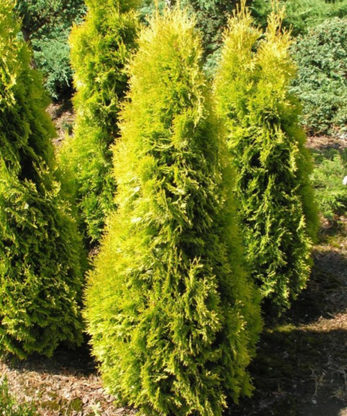 Thuja Occidentalis 'jantar' - View 17 from www redcrocus com