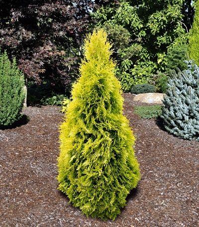 Thuja Occidentalis 'jantar' - View 20 from www redcrocus com