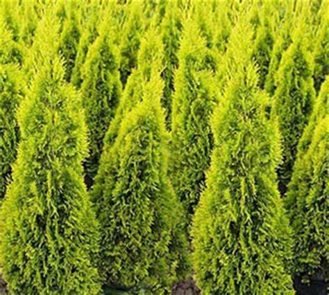Thuja Occidentalis 'jantar' - View 21 from www redcrocus com