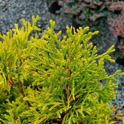 Thuja Occidentalis 'jantar' - View 22 from www redcrocus com