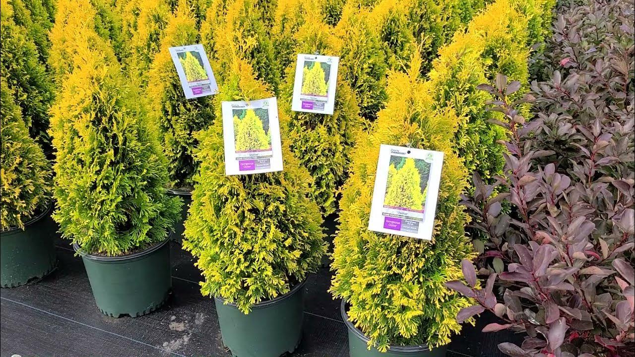 Thuja Occidentalis 'jantar' - View 24 from www redcrocus com
