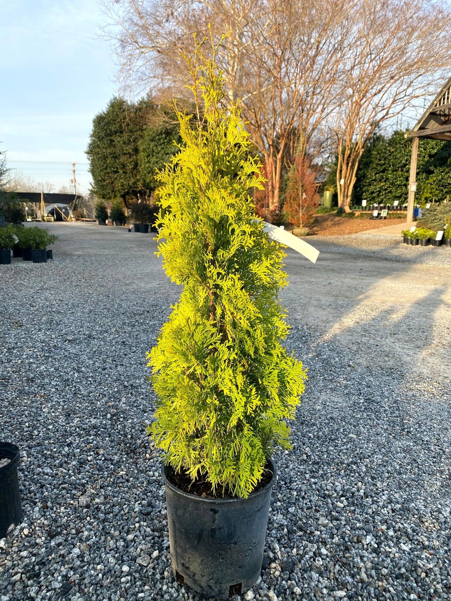 Thuja Occidentalis 'jantar' - View 28 from www redcrocus com