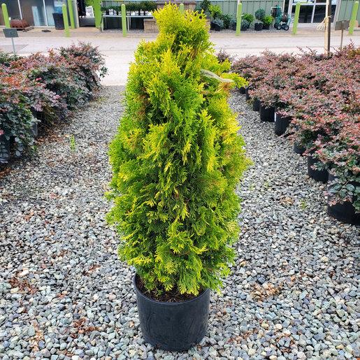 Thuja Occidentalis 'jantar' - View 29 from www redcrocus com