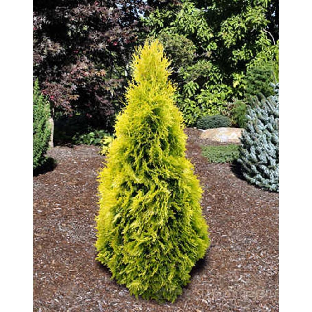 Thuja Occidentalis 'jantar' - View 30 from www redcrocus com