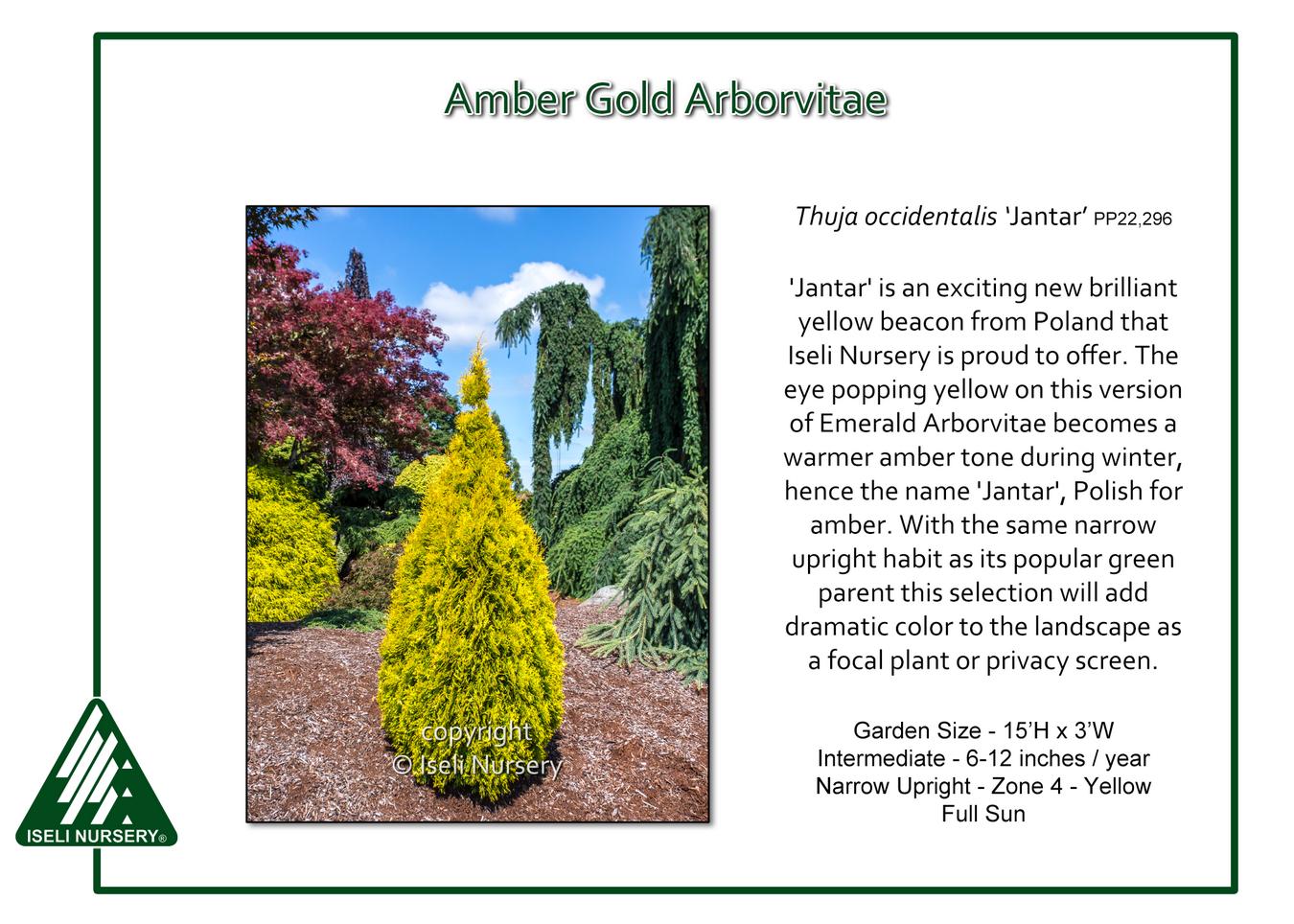 Thuja Occidentalis 'jantar' - View 4 from www redcrocus com