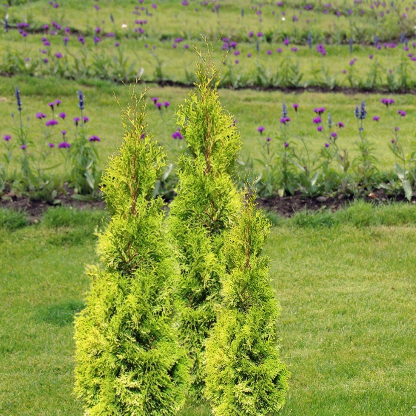 Thuja Occidentalis 'jantar' - View 6 from www redcrocus com