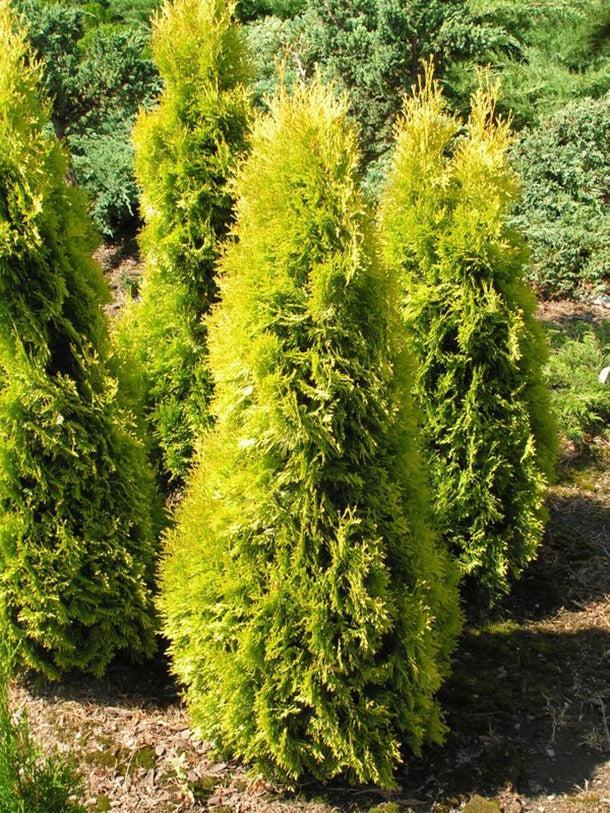 Thuja Occidentalis 'jantar' - View 9 from www redcrocus com