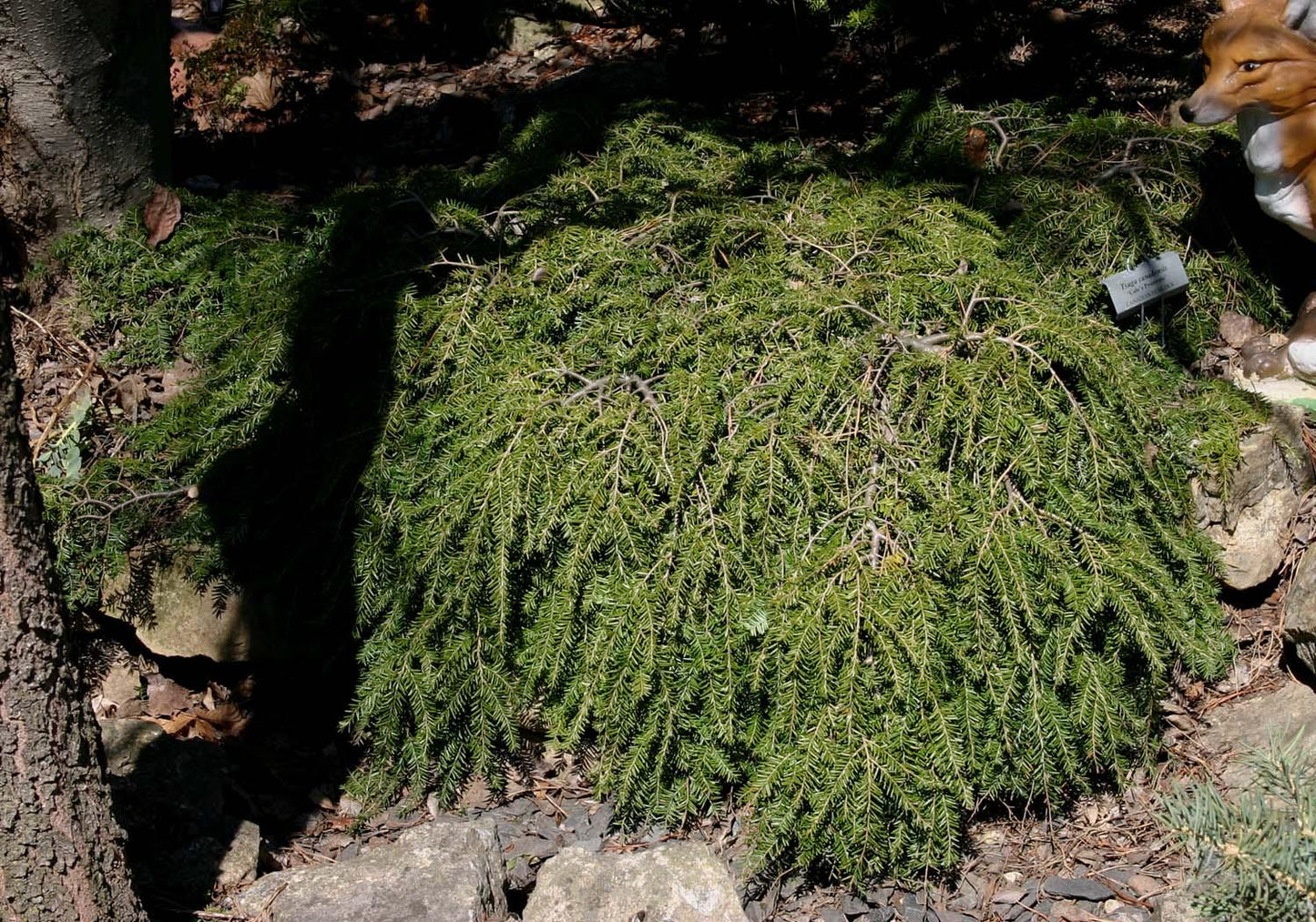 Tsuga Canadensis 'lustgarten Creeping' - View 10 from www redcrocus com