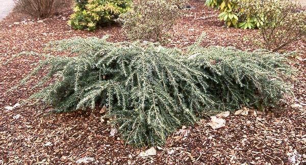 Tsuga Canadensis 'lustgarten Creeping' - View 11 from www redcrocus com