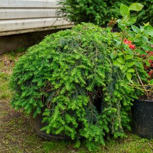Tsuga Canadensis 'lustgarten Creeping' - View 2 from www redcrocus com