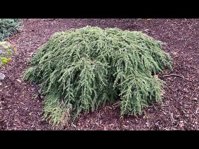 Tsuga Canadensis 'lustgarten Creeping' - View 4 from www redcrocus com