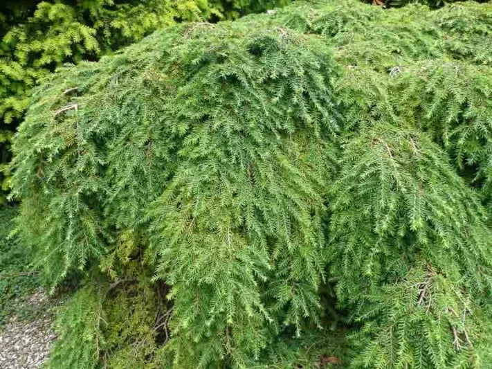 Tsuga Canadensis 'lustgarten Creeping' - View 5 from www redcrocus com