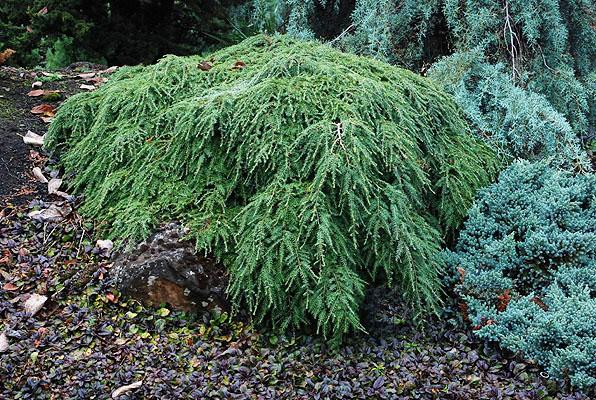 Tsuga Canadensis 'lustgarten Creeping' - View 6 from www redcrocus com