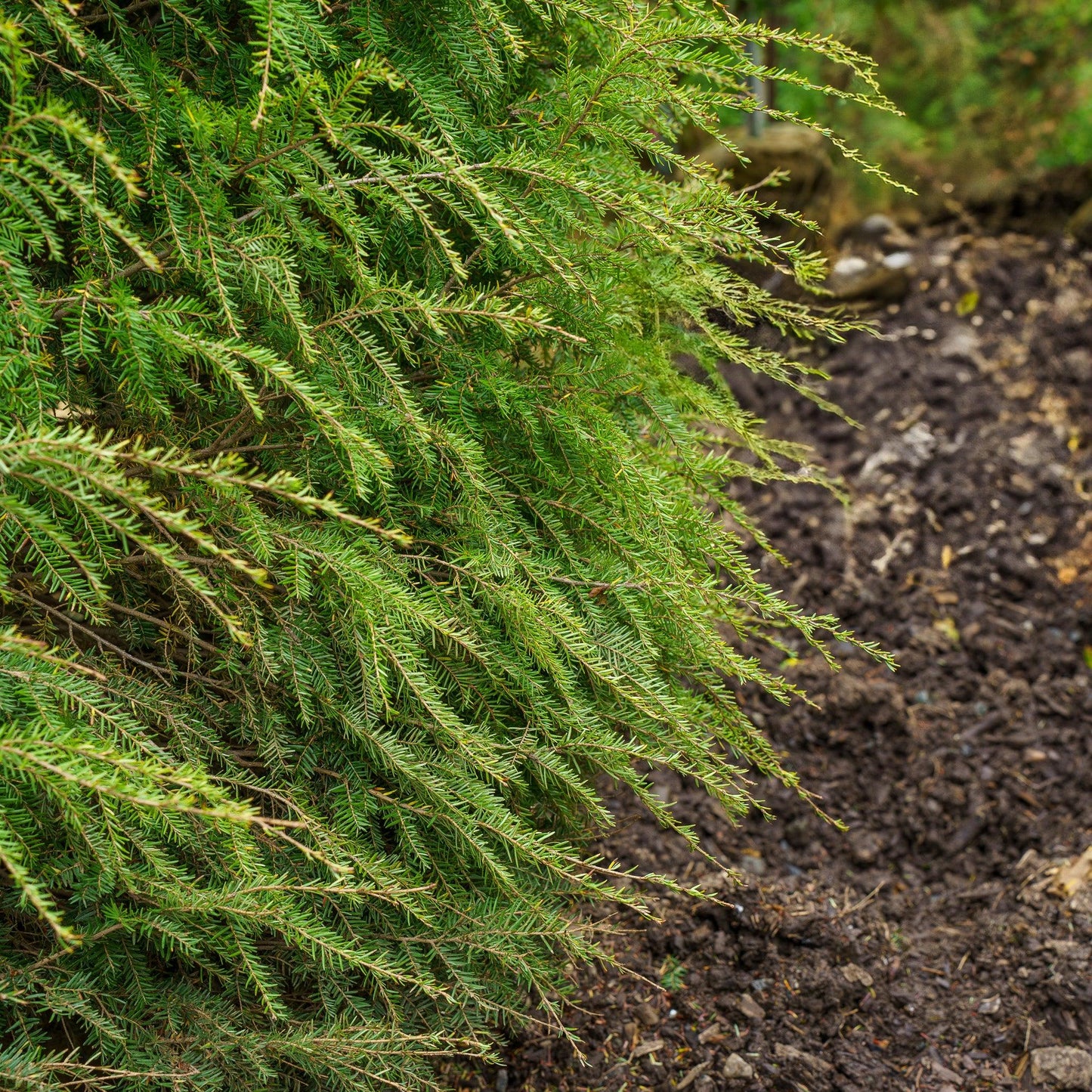 Tsuga Canadensis 'lustgarten Creeping' - View 7 from www redcrocus com