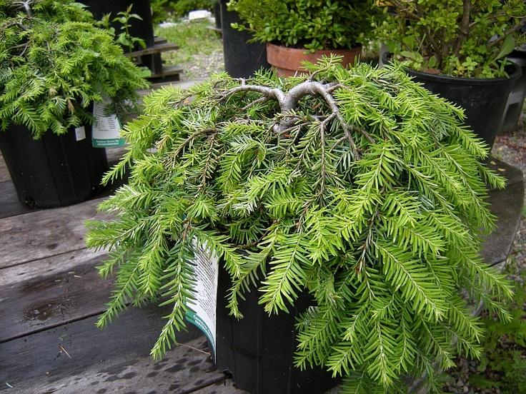 Tsuga Canadensis 'lustgarten Creeping' - View 8 from www redcrocus com