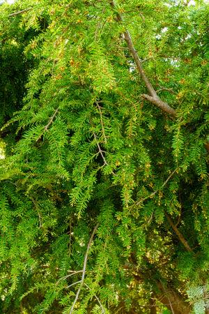 Tsuga Canadensis 'lustgarten Creeping' - View 9 from www redcrocus com