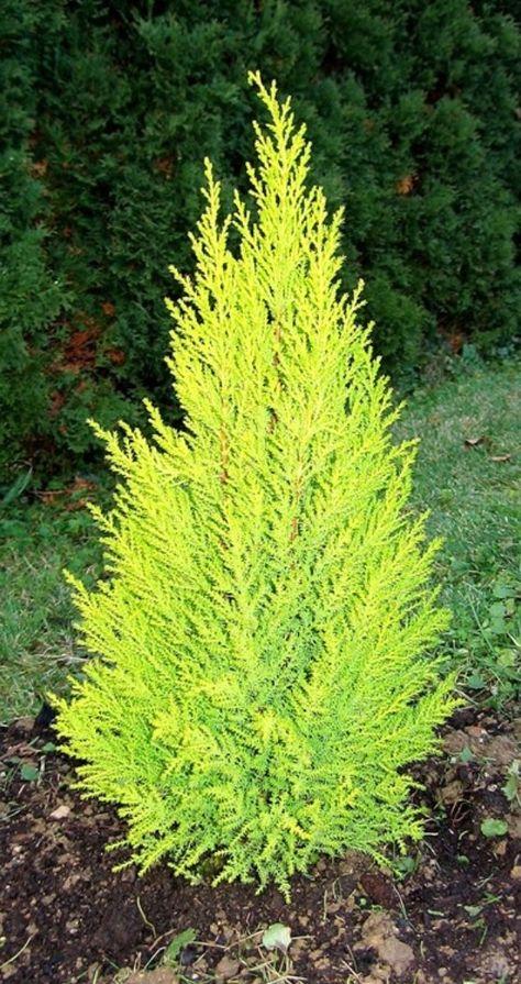 Cupressus Macrocarpa Wilma Goldcrest - View 10 from www redcrocus com