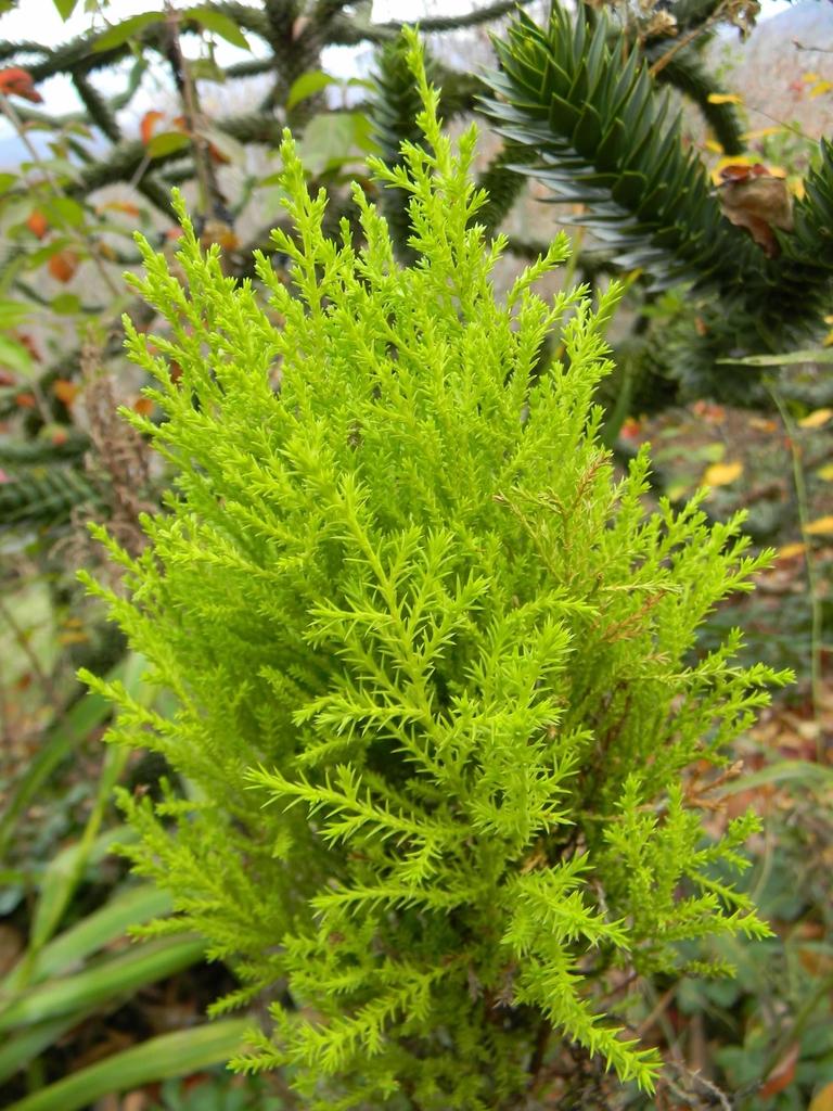 Cupressus Macrocarpa Wilma Goldcrest - View 14 from www redcrocus com