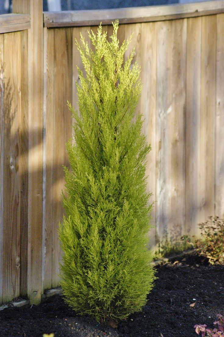 Cupressus Macrocarpa Wilma Goldcrest - View 16 from www redcrocus com