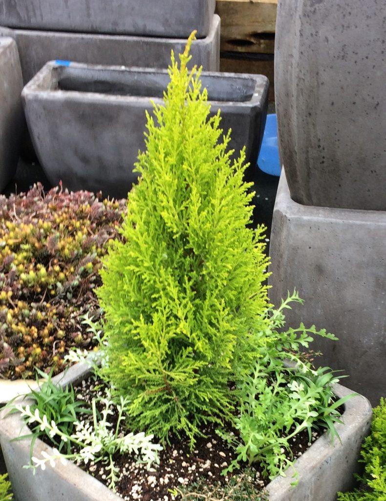 Cupressus Macrocarpa Wilma Goldcrest - View 2 from www redcrocus com