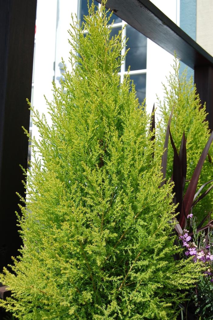 Cupressus Macrocarpa Wilma Goldcrest - View 7 from www redcrocus com