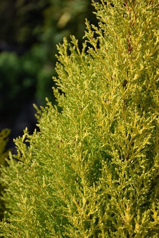 Cupressus Macrocarpa Wilma Goldcrest - View 8 from www redcrocus com