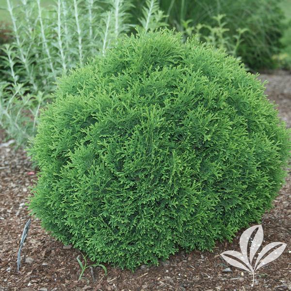Thuja Occidentalis Hetzi Midget - View 12 from www redcrocus com