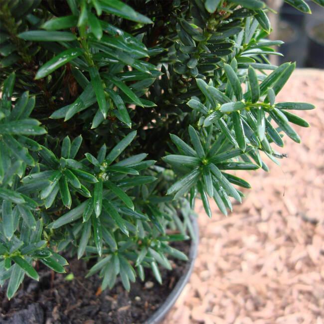 Taxus Media Vermeulen - View 10 from www redcrocus com