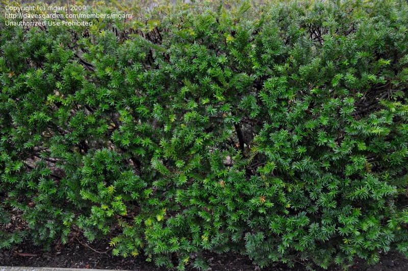 Taxus Media Vermeulen - View 3 from www redcrocus com