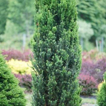 Taxus Media Vermeulen - View 4 from www redcrocus com