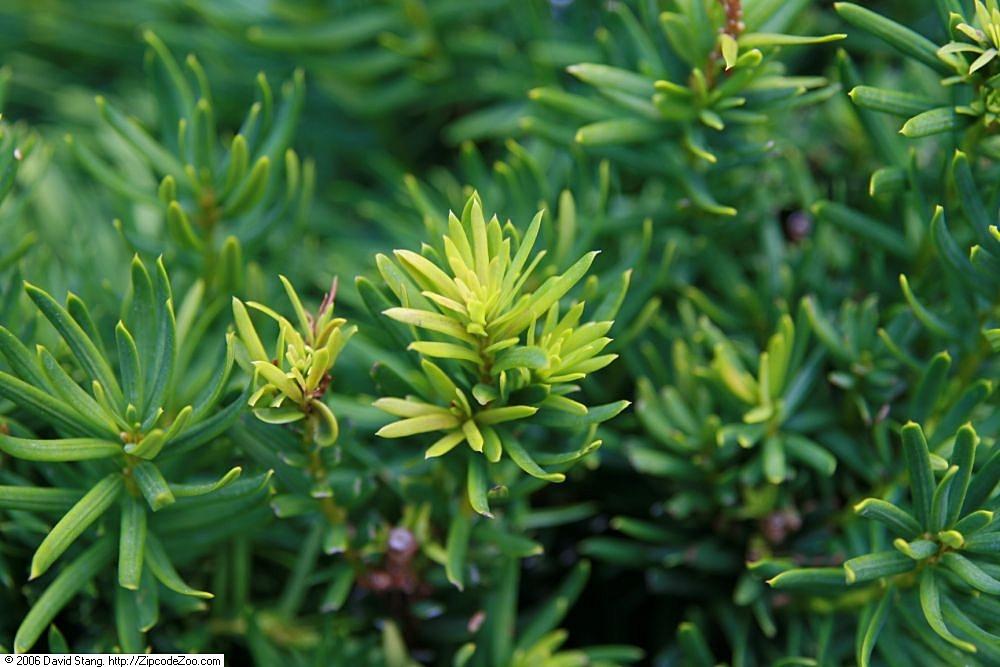 Taxus Media Vermeulen - View 6 from www redcrocus com