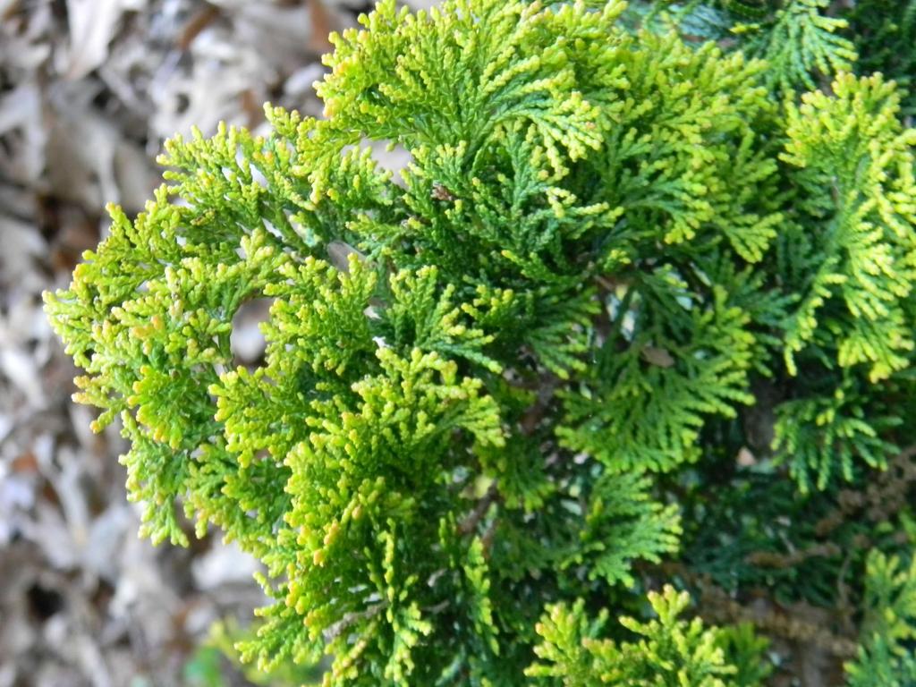 Chamaecyparis Obtusa Gracilis - View 10 from www redcrocus com