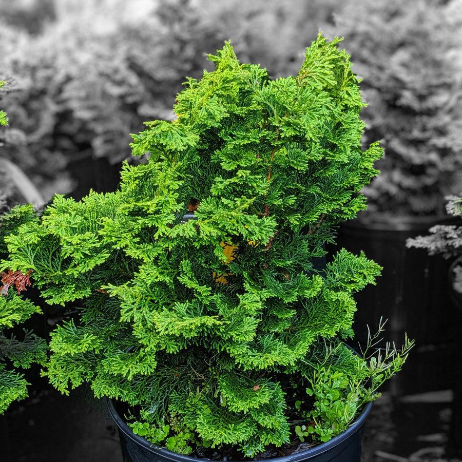 Chamaecyparis Obtusa Gracilis - View 6 from www redcrocus com